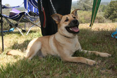 Adopt Cailyn