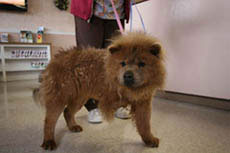 Adopt Cailyn