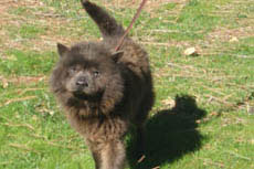 Adopt Sassy II