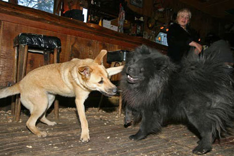Two Blind Dogs Playing at the Dog Friendly Bar!