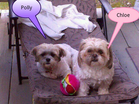 Polly and Chole!