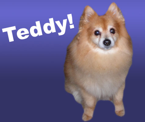 Teddy!