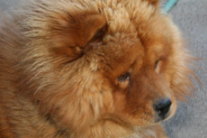 Can You Help Us Save A Dog's Life?