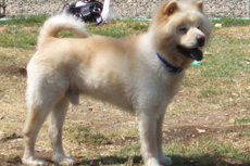Chow Mein Ready for Adoption!