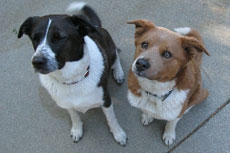 Chance and Lulabelle!
