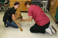 Mr. Chow gets a heartworm test.