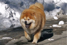 Sonny in the Snow
