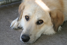 Sophie needs a home!