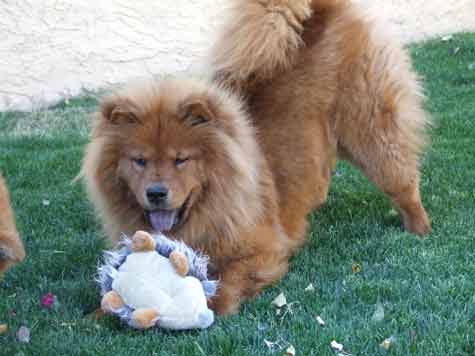 Lucy is Happy in Arizona!